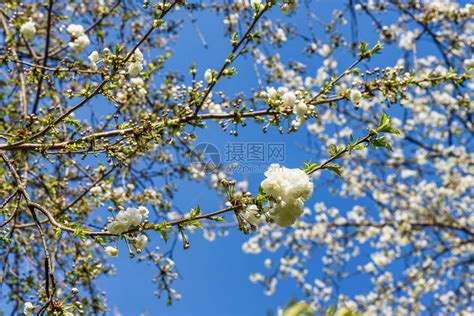 樱桃树果园的花朵在春日开高清图片下载-正版图片505008421-摄图网