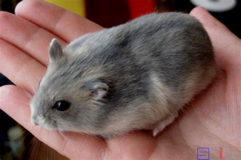 仓鼠的种类有哪些（仓鼠品种大全及图片） - 胖萌舍宠物网