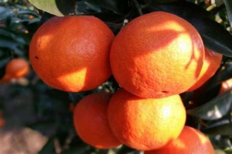 解密“甜味石门”|石门柑橘为什么那么火，原来是…… - 最新动态 - 石门橘子红了——2019第十九届湖南石门柑橘节暨文化旅游季 - 华声在线专题