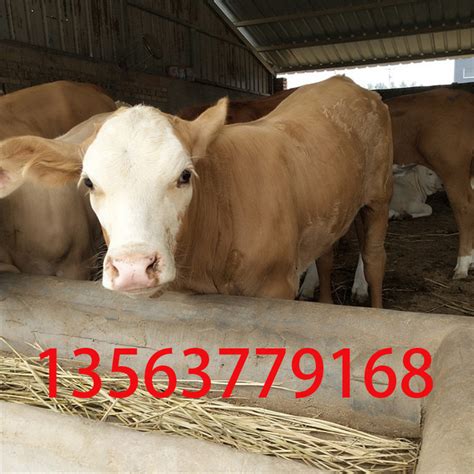 奶牛价格多少钱一头 荷斯坦奶牛多少钱一头黑白花奶牛多少钱一头-阿里巴巴