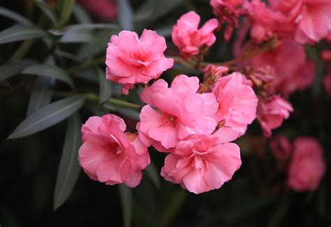 有毒的花有哪些品种（这3种植物，开花再漂亮，也不要种在阳台上或庭院里） | 说明书网