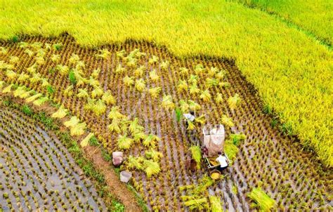 四川泸州：水稻收割忙-人民图片网