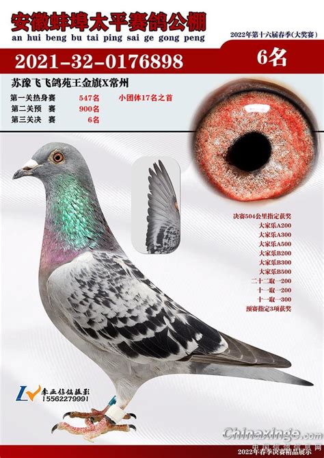 2022年春安徽蚌埠太平赛鸽公棚决赛(1-15名） -中国信鸽信息网相册