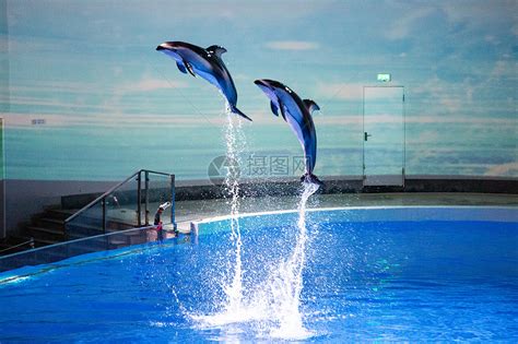 动物园海豚表演摄影高清图片 - 爱图网