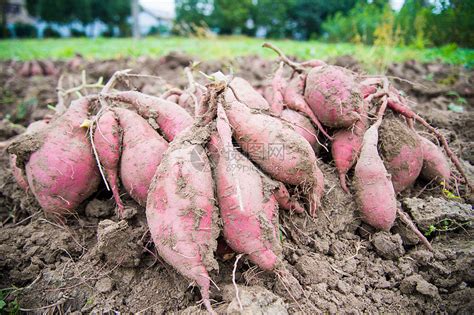 红薯种植时间，红薯什么时间最适时种植|admin_人人点