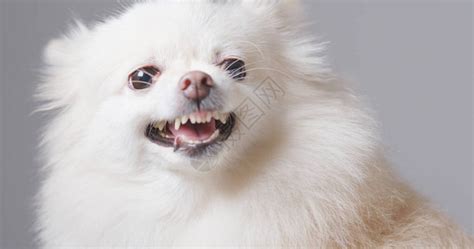 白博美犬感到愤怒高清图片下载-正版图片503061354-摄图网