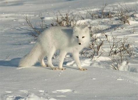 北极狐,岩石,斯匹兹卑尔根,斯瓦尔巴德群岛,斯瓦尔巴特群岛和扬马延岛,自然,留白,寒冷,野生动物,水平画幅摄影素材,汇图网www.huitu.com