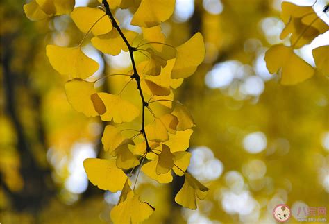 秋天有关的句子,描写秋天的优美句子大全,秋… - 高清图片，堆糖，美图壁纸兴趣社区