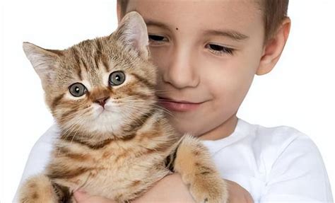 女孩子养猫注意事项是什么（女孩子养猫注意事项和细节）-湖南宠物网