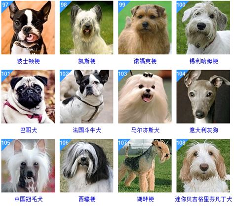 犬大全图片