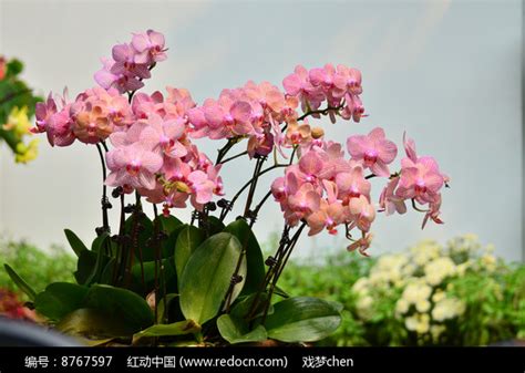 粉红色的蝴蝶兰花卉图片高清图片下载_红动中国