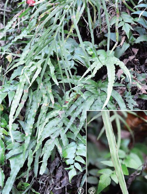 井栏边草-中国云南野生蕨类植物彩色图鉴-图片