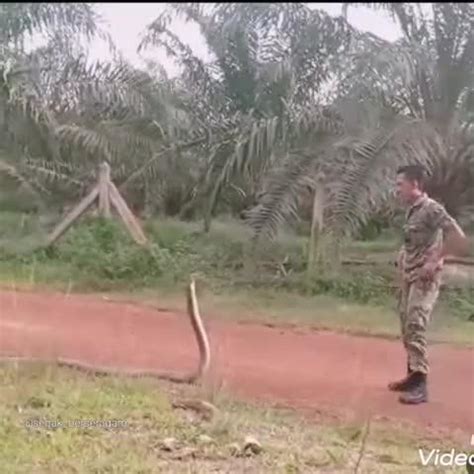 视频：马来西亚军人徒手生擒眼镜蛇 一个动作把蛇搞蒙_手机新浪网