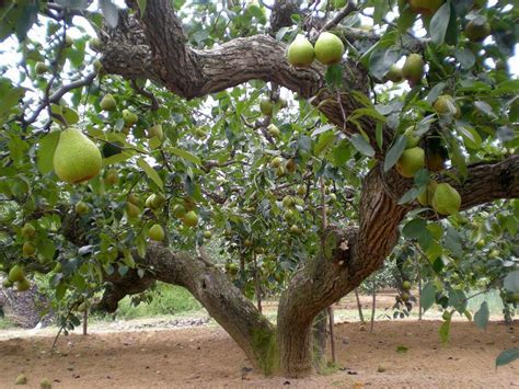 梨树能和什么树混栽,什么树能和梨树一起种,梨树可以嫁接哪些树种_大山谷图库