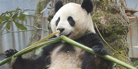 大熊猫是吃肉的吗-百度经验