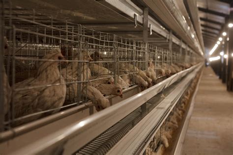 自动化养鸡设备在使用时要注意什么-青岛卓联畜牧设备有限公司