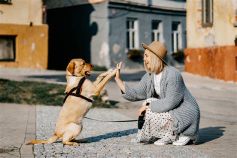 最忠实的伙伴 人与狗的摄影作品欣赏_数码影像新闻-中关村在线