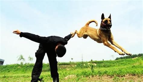 出彩中国人：退役警犬现场解救人质，心头一酸，相当于人类84岁！|警犬_新浪新闻