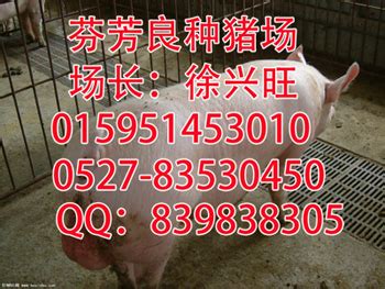 枣阳母猪今日价格苗猪价格_出售原种太湖猪_苏太猪育种中心