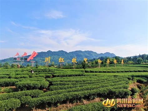 筠连县林业和竹业发展服务中心在巡司镇参加红茶产业园建设推进会 _www.isenlin.cn