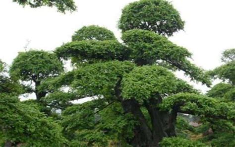 科学网—普通而又特别的榆树 - 苏华的博文