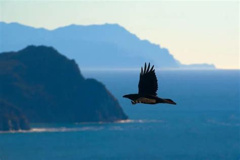 黑乌鸦羊群在天空中飞翔高清图片下载-正版图片304400781-摄图网