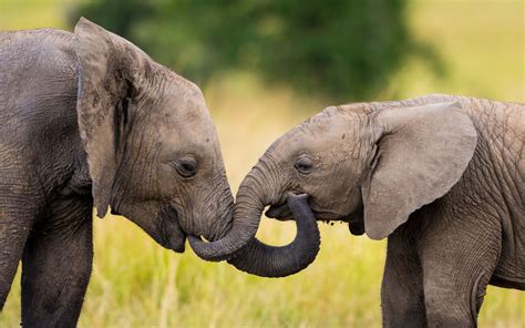 大象图片_散步的大象母子素材_高清图片_摄影照片_寻图免费打包下载