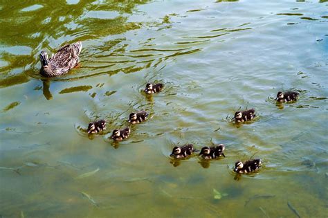 萌萌哒！大宁郁金香公园野鸭宝宝跟着鸭妈妈游湖 | 晨镜头 - 周到
