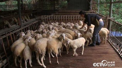 [致富经]赖雪峰回家养羊创业年销400万让村民都看得起我_致富经_农村致富网