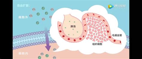 细胞膜_细胞中国
