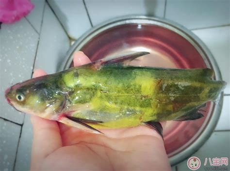 乌江鱼不适合什么人吃,中国十大最干净的鱼 - 大厨教菜 - 华网