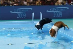 荷兰猪的奥林匹克运动会 - 多新奇