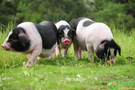 巴马香猪养殖技术，以放养模式为主 - 农敢网