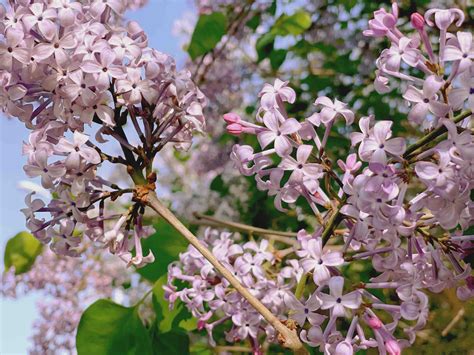 丁香枝春天的风景丁香的枝条娇嫩的花朵高清图片下载-正版图片507249795-摄图网