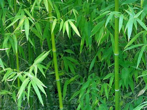 竹子有哪些应用价值 - 花百科