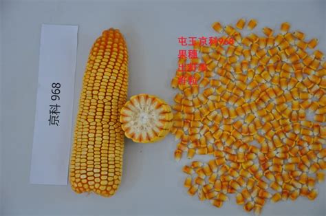 西蒙玉米种6288,338玉米种,沧玉76玉米种简介_大山谷图库