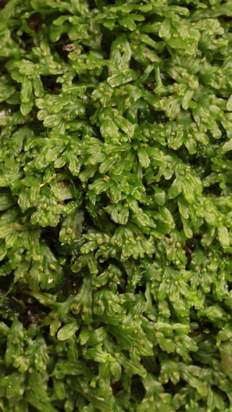 苔藓微景观 | 白发藓的鉴赏与栽培养护 - 知乎