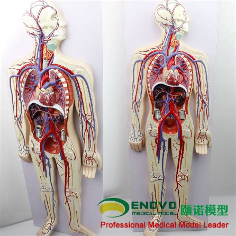 图1-4 胸腹部主要器官的体表投影(前面观)-腹部外科临床解剖学-医学