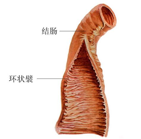 小肠结构示意图图片