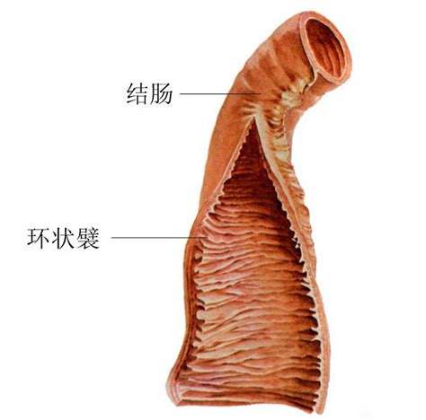 肠瘘是什么意思_肠瘘是什么_肠瘘是什么意思_北京协和医院_基本外科_主任医师_林国乐|视频科普| 中国医药信息查询平台