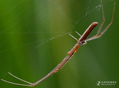长脚蛛-昆虫-图片