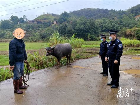 梅州五华：耕牛失踪农户愁，民警找回解民忧_房产资讯_房天下