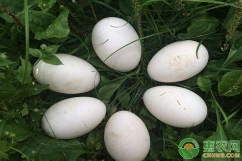 雁鹅蛋与鹅蛋的区别，鹅蛋的药用价值有哪些？ - 惠农网