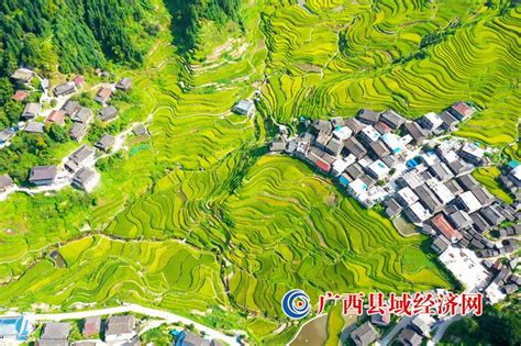 广西融水：苗山处处丰收景 打印页面 / - 广西县域经济网
