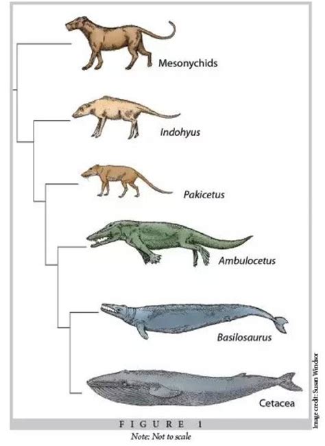 鳄鱼进化图,鲨鱼进化史,鳄鱼进化史(第2页)_大山谷图库