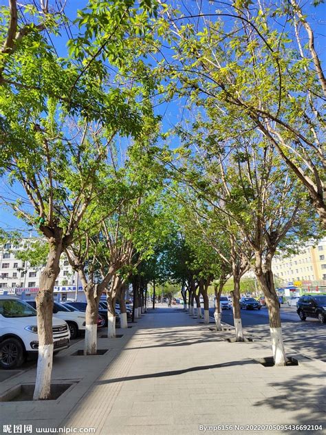 行道树主要种类-关于上海具体街道的行道树种类