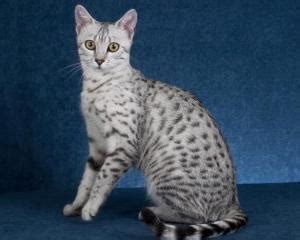 埃及猫图片