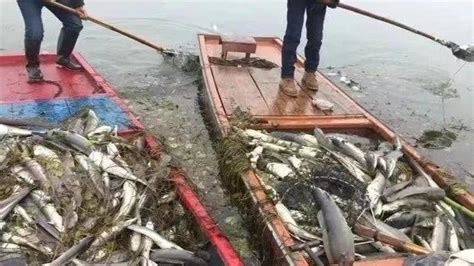 女子放生2.5万斤鲇鱼祈福 然后死鱼布满了整个湖面_凤凰网