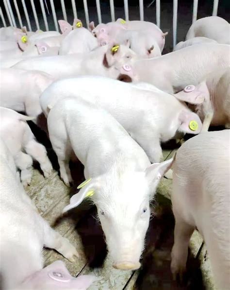 贵阳杜泊绵羊养殖场大量出售黑头杜泊种羊价格 黑头杜泊种羊价格-食品商务网