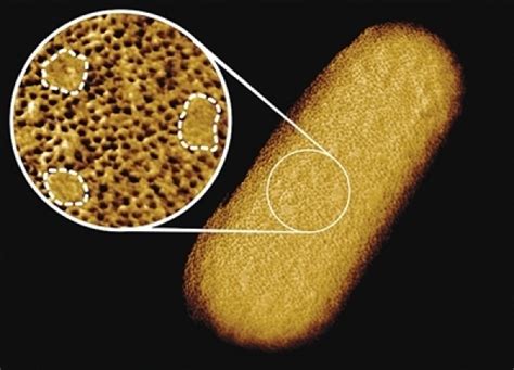 十张图带你读懂大肠杆菌